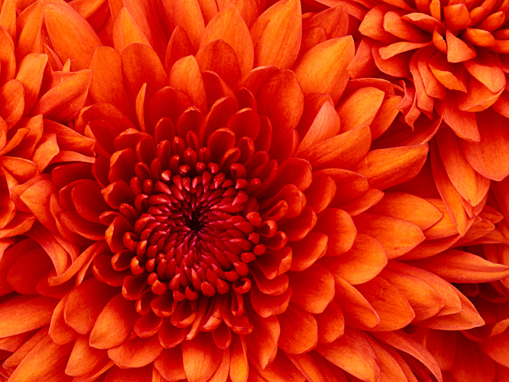 Flor naranja amarilla
